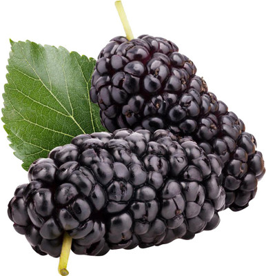 Futaba Dark Black Mulberry 50 Pcs Seed(50 per packet)