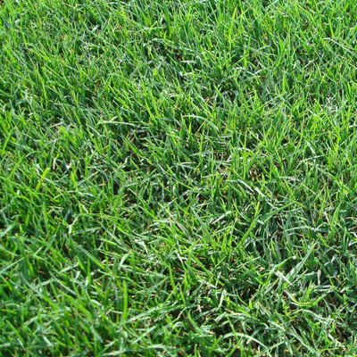 Green World BERMUDA GRASS / DOOB GRASS / CARPET GRASS / CYNODON DACTYLON SEEDS ( 100 SEEDS ) Seed(100 per packet)