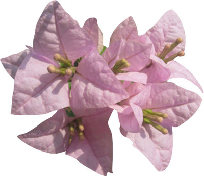 Redoak Bougainvillea Spectabilis Flower-Light Pink Seed(100 per packet)