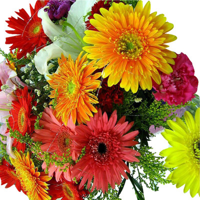 Nema Futaba Hybrid Gerbera Daisy Mix Flower Seeds-100Pcs Seed(100 per packet)