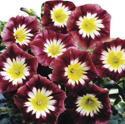 Futaba Climbing Morning Glory - Maroon and Yellow -100 Pcs Seed(100 per packet)