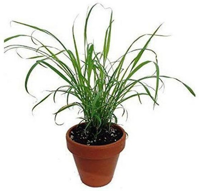 ukandagarden Lemon Grass Plant(Hybrid, Pack of 1)