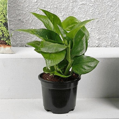 Agroo Liv Money Plant(Pack of 1)