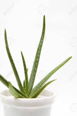 Corofitam Aloe Vera Plant(Hybrid, Pack of 1)