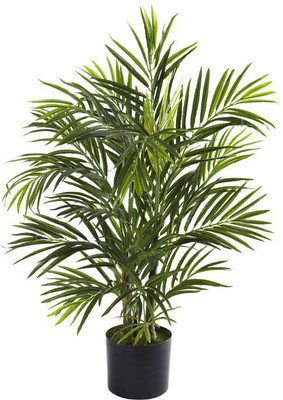 Vijay Sales Areca Plam(Hybrid, Pack of 1)