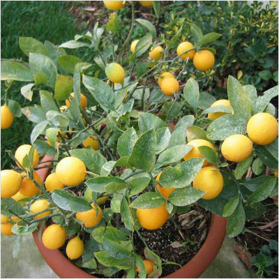 Entacloo Lemon Plant(Hybrid, Pack of 1)