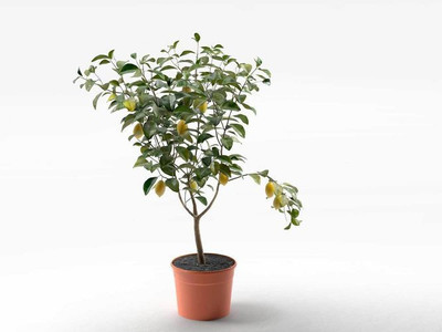 The Entacloo Lemon Plant(Hybrid, Pack of 1)