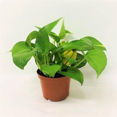 Corofitam Money Plant(Hybrid, Pack of 1)