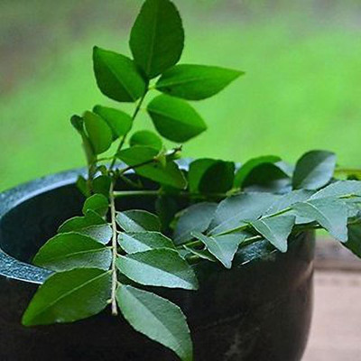 PLaNeTreee Curry Leaf Plant(Hybrid, Pack of 1)