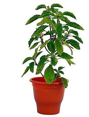 PB honey priya plant Tulsi Plant(Hybrid, Pack of 1)