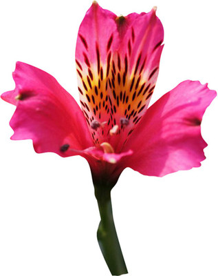 Futaba Alstroemeria Flower -Pink-100Pcs Seed(100 per packet)