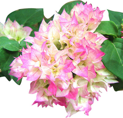 Nema Bougainvillea Spectabilis Flower Seeds-Pink Seed(100 per packet)