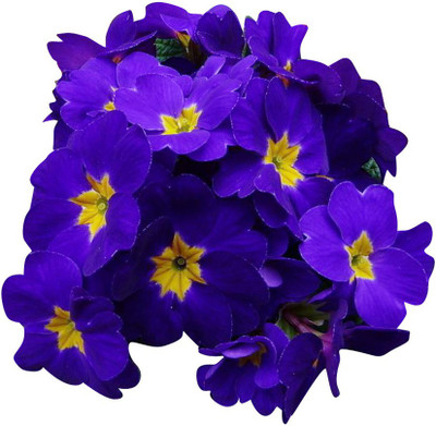 Futaba Primula malacoides - Blue and Yellow - 40 Pcs Seed(40 per packet)