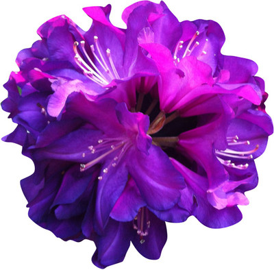 Redoak Rhododendron Azalea Flower-Purple Seed(100 per packet)