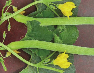 CRGO ™ ICAR-85-Long Melon Kakri Seeds - Cucumber Kakdi/Tar Seeds Seed(25 per packet)