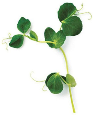 ENINE Matar Seed(300 per packet)