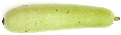 VibeX Nunhems Anokhi F1 Hybrid Bottle Gourd Seeds-(200 Gms, 1000 Seeds) Seed(1000 per packet)