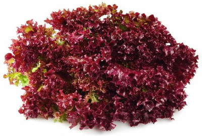 VibeX Red Leaf Lettuce Seed(400 per packet)