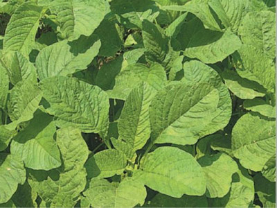 VibeX Amaranthus Green Seed(50 per packet)