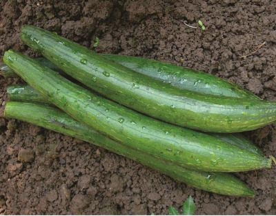 VibeX Tori Seed(10 per packet)