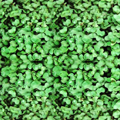 VibeX Cauliflower Seed(50 per packet)