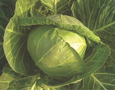 VibeX Cabbage Seeds Seed(25 per packet)