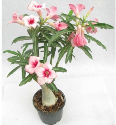 Cloud Farm Anthurium Plant(Hybrid, Pack of 1)