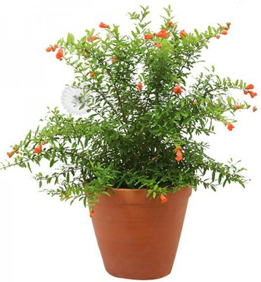 GreenyOn Pomegranate Plant(Hybrid, Pack of 1)