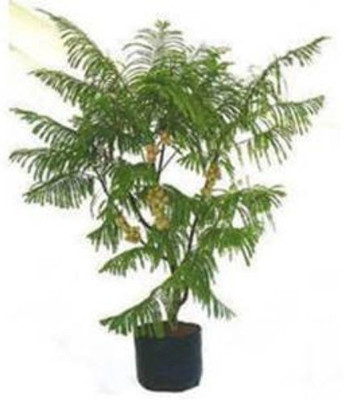 KUMUBON Amla Plant(Hybrid, Pack of 1)