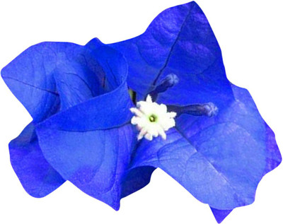 Nema Bougainvillea Spectabilis Flower Seeds-Blue Seed(100 per packet)