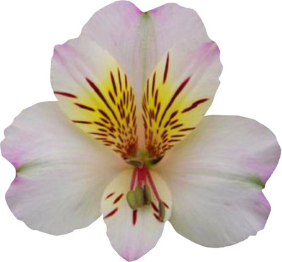 Futaba Alstroemeria Flower -White and Yellow-100Pcs Seed(100 per packet)