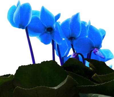 Futaba Cyclamen Flower - Blue -100 Seeds Seed(100 per packet)