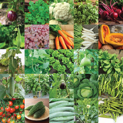 Aero Seeds Vegetable Bank For Home Garden Varieties - 1320 Seed(25 per packet)