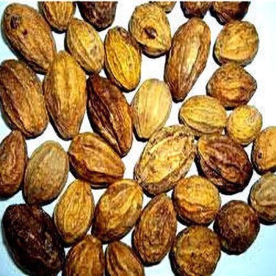 KOLKATA ORCHID ONLINE HARAD / HARITIKI / TERMINAIA CHEBULA / CHEBULIC MYROBALAN AYURVEDA TREE SEEDS Seed(250 per packet)