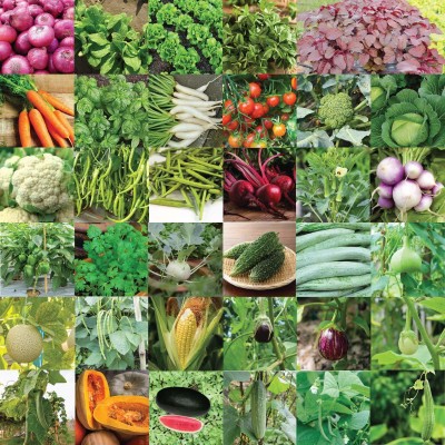 CYBEXIS Indian Vegetable Seeds Bank For Home Garden 35 Varieties - 1675 Seeds Seed(10 g)