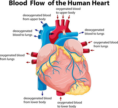 Littlebuds 60 cm Human Heart Removable Sticker(Pack of 1)