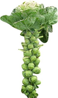 Futaba Organic Brussels sprouts - 10 Pcs Seed(10 per packet)