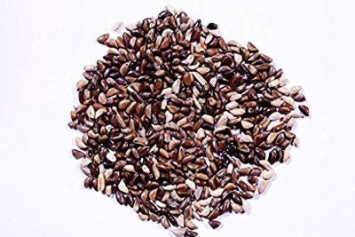 syed garden ELEPLANT GRASS SEED 500 GRAM Seed(500 per packet)