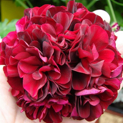 Redoak Dark Red Geranium Pelargonium Seed(50 per packet)