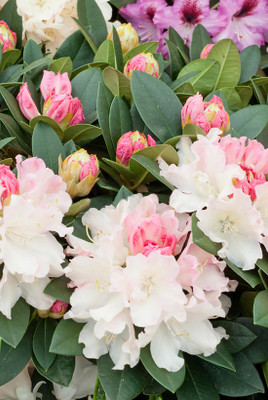 Redoak Rhododendron Azalea Flower- Whitish Pink Seed(50 per packet)