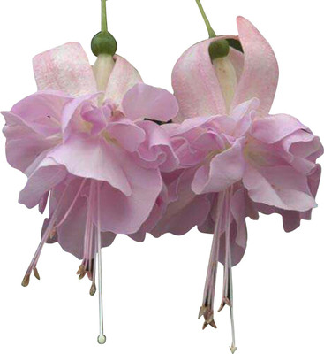 Futaba Fuchsia Flower -Light Pink-100Pcs Seed(100 per packet)