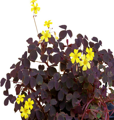 Futaba Clover Dwarf Seed(100 per packet)