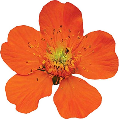 Futaba Tangerine Geum Flower - 50 Pcs Seed(50 per packet)