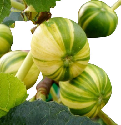 Futaba Sweet Honey FIG 100 Pcs Seed(100 per packet)