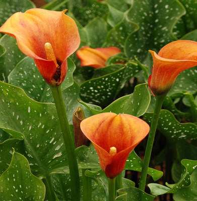 Nema Calla Lily Seeds - Orange Seed(20 per packet)