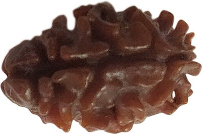 Aurra Stores 100 % Original & Natural 2 Mukhi Two Face Rudraksha Wood Pendant