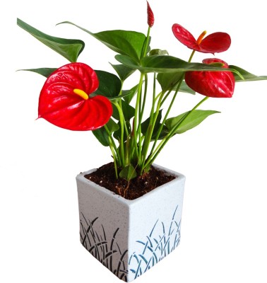 Rolling Nature Anthurium Plant(Pack of 1)