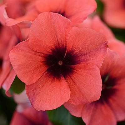 CYBEXIS NBIR-76 - Vinca Tattoo Papaya - (540 Seeds) Seed(540 per packet)