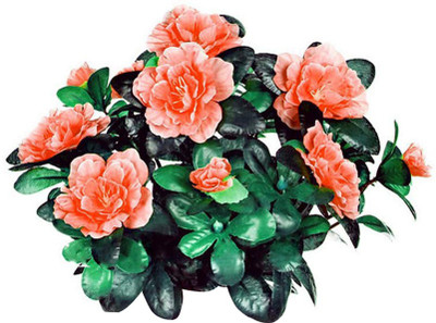 Futaba Azalea Iggy Flower -Orange-50Pcs Seed(50 per packet)