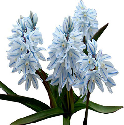 Futaba Galanthus Nivalis Snowdrop Flower - 100Pcs Seed(100 per packet)